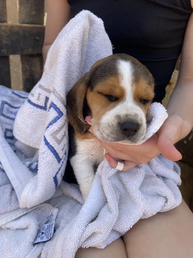 Filhote de Beagle enrolado numa toalha, no colo de alguém da família