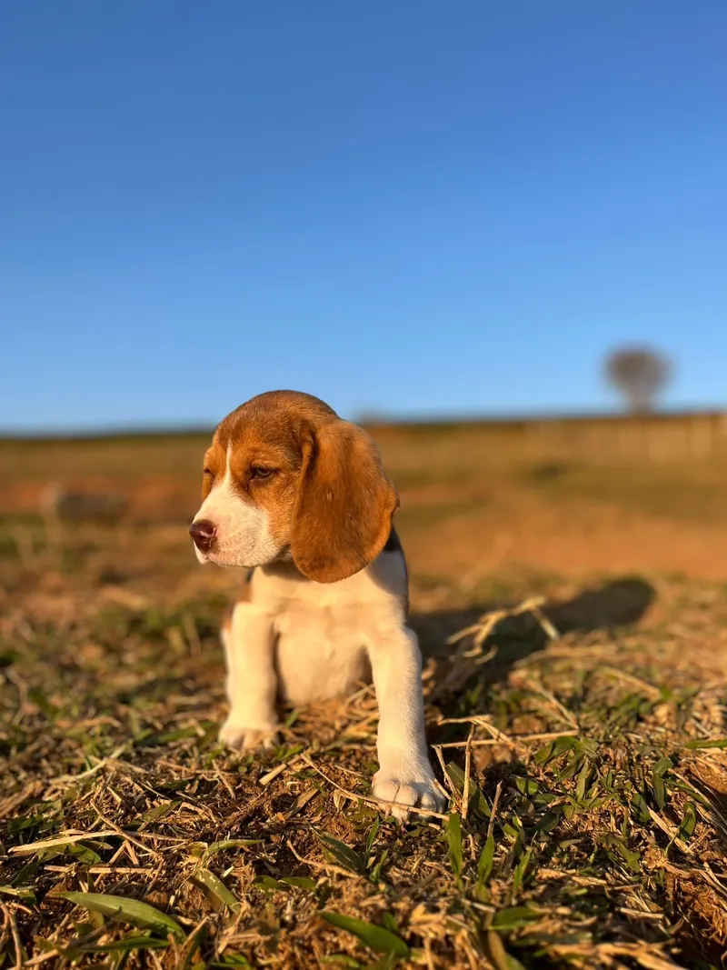 Filhote de Beagle tricolor sentado no pasto ao pôr do sol