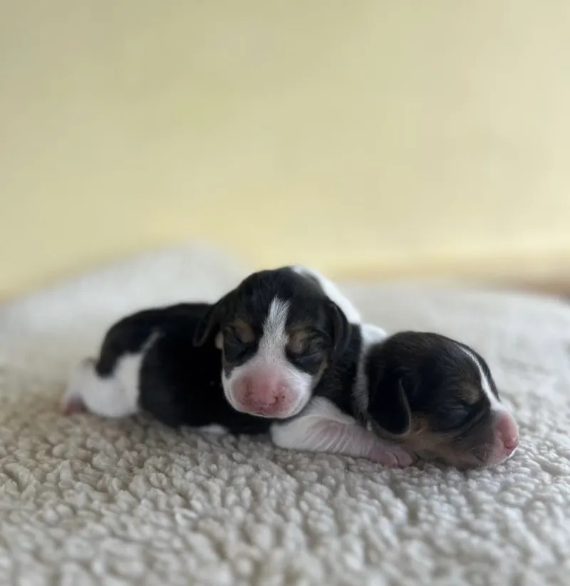 Filhotes de Beagle recém-nascidos mamando, deitados numa manta felpuda