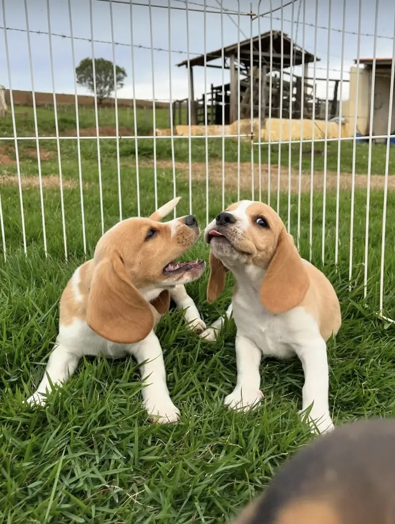 Dois filhotes de Beagle bicolor brincando dentro de um cercado