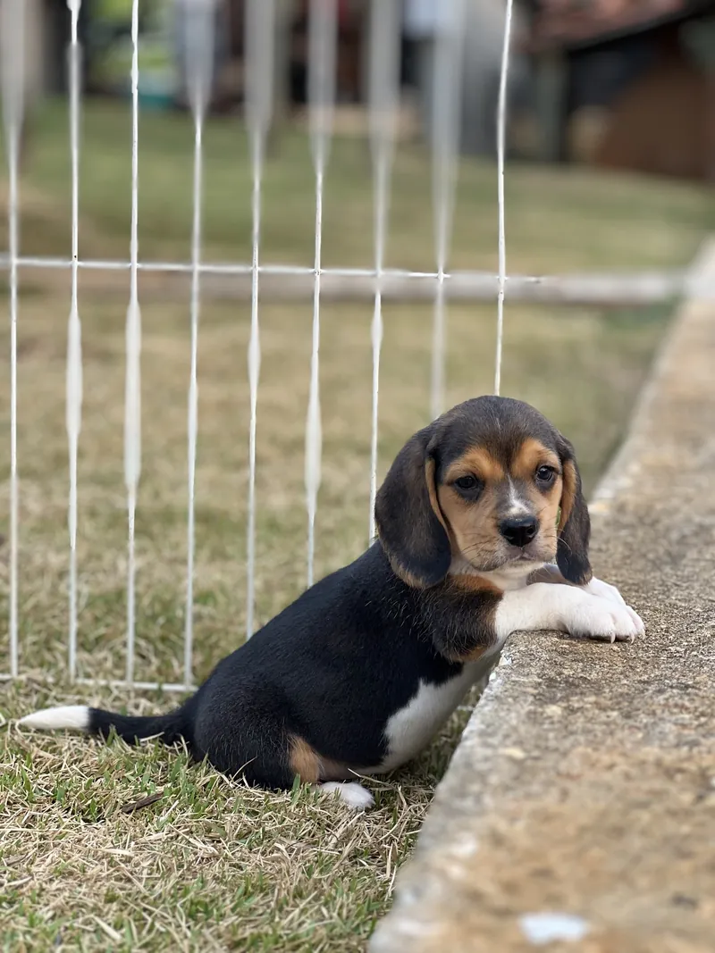Filhote de Beagle tricolor com as patas apoiadas num muro baixo, olhando para a câmera