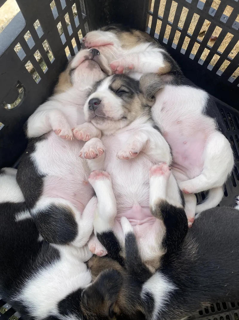 Filhotes de Beagle aconchegados uns nos outros dentro de uma cesta