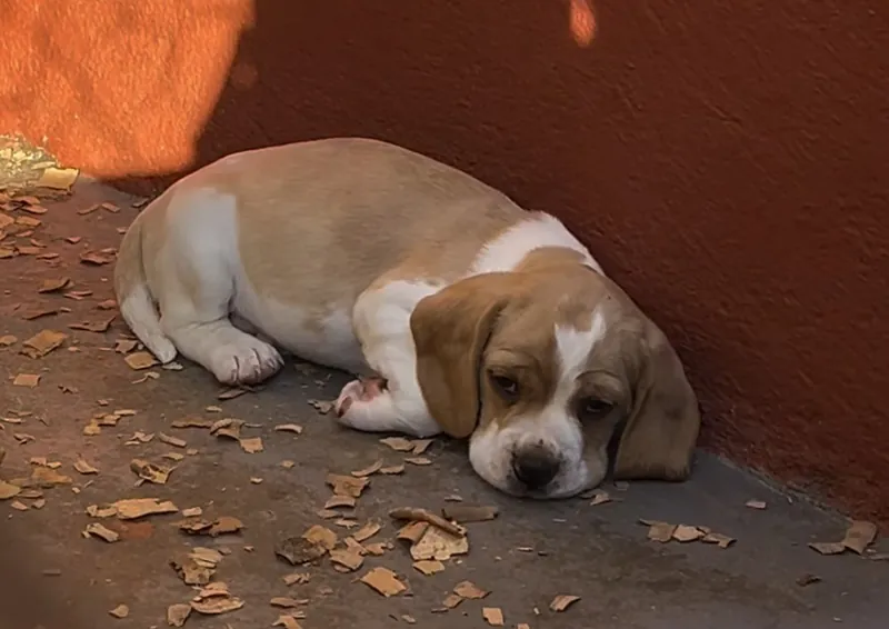 Filhote de Beagle bicolor deitado no chão, com a cabeça apoiada, olhando para a câmera