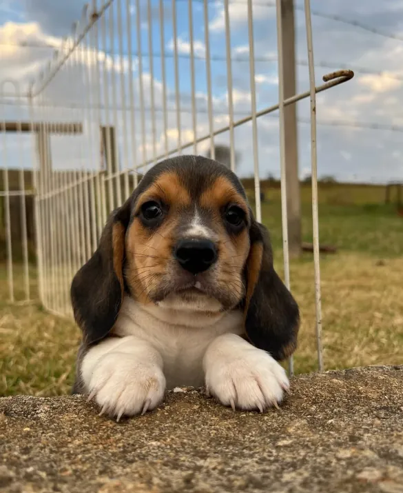 Filhote de Beagle tricolor com as patas apoiadas num muro baixo, olhando para a câmera
