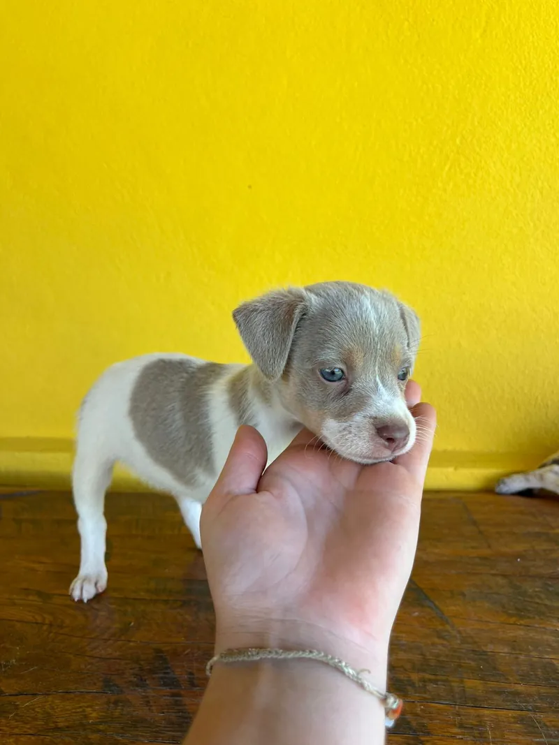 Filhote de Fox Paulistinha de manto cinza-lilás e branco, apoiado numa mão