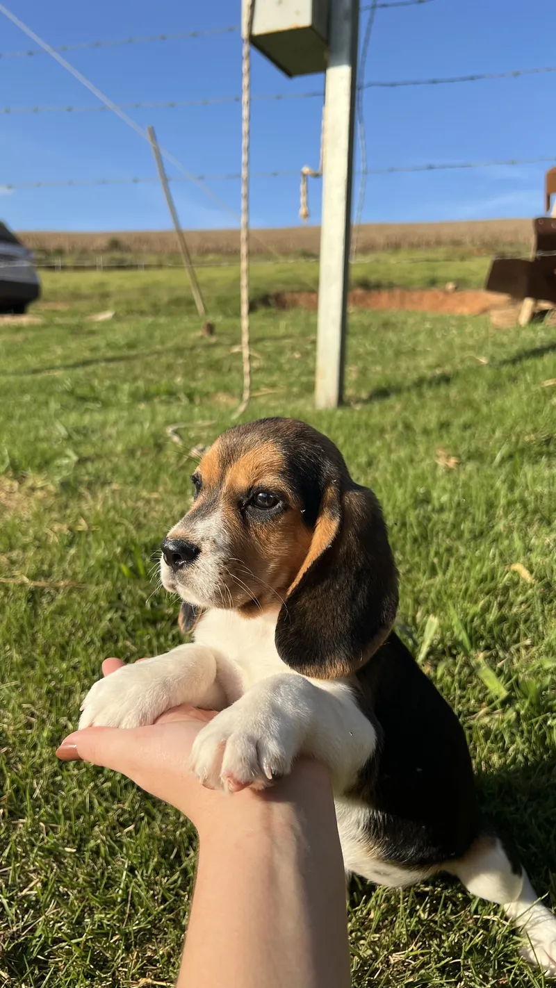 Mão segurando um filhote de Beagle tricolor no pasto