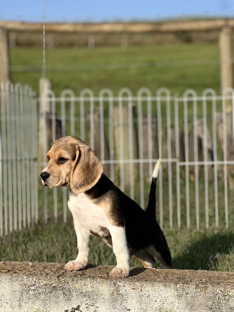 Filhote de Beagle tricolor em pé sobre um muro, olhando para o lado, na luz do fim de tarde