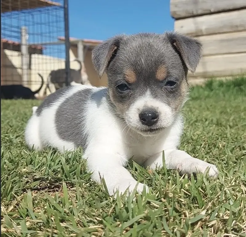Filhote de Fox Paulistinha cinza e branco deitado na grama